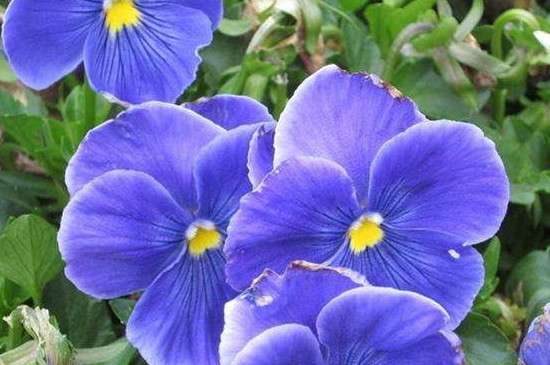 三色堇会结种子吗？