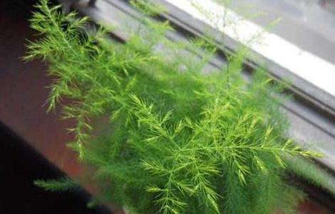 文竹什么时候开花？