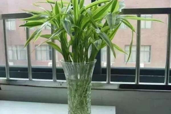 富贵竹多久换一次水 换水要注意什么？