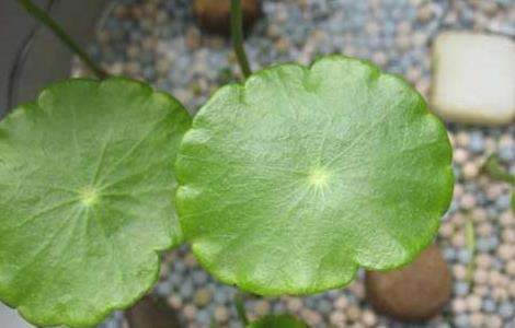 铜钱草的寓意是什么？