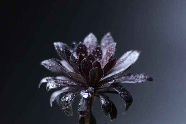 法师多肉穿裙子怎么恢复 都有哪些多久？