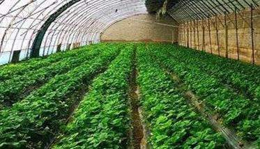 种植草莓的方法步骤 草莓栽培及管理技术要点