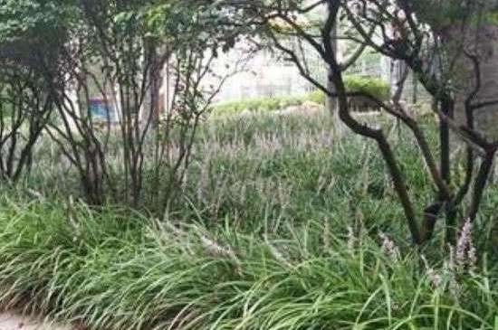 沿阶草能放家里吗?