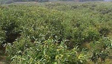 板栗种植技术与管理须知