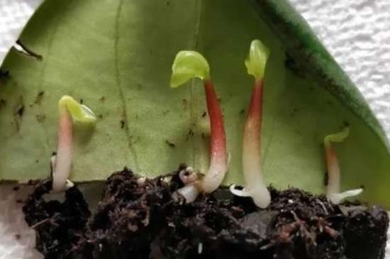 西瓜皮椒草怎么移栽