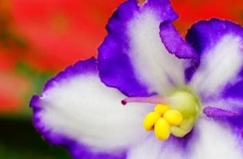 非洲紫罗兰的养殖多久？