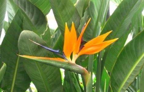 鹤望兰不开花是什么原因？