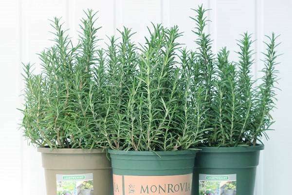 迷迭香干枯了还能活吗 干枯的原因有哪些？