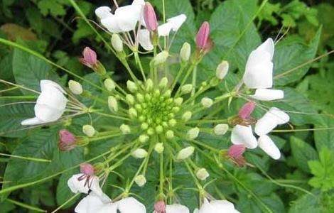 醉蝶花的养殖多久?