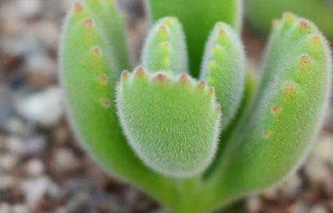 熊童子掉叶子怎么办?