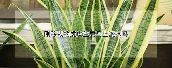刚移栽的虎皮兰要马上浇水吗