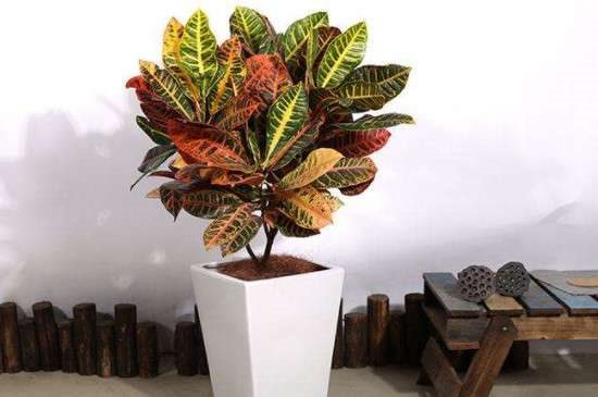 变色木掉叶子的原因？