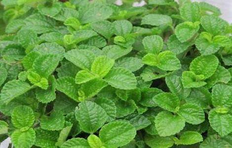 吸毒草真的能吸甲醛吗?