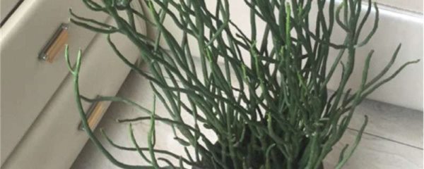 光棍树用什么土养好