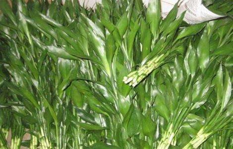 富贵竹养殖方法和注意事项