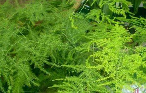 文竹什么时候开花？