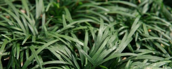 沿阶草能放家里吗?
