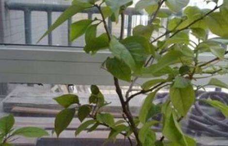 三角梅不开花怎么办？