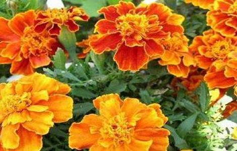 孔雀草简介及常见问题