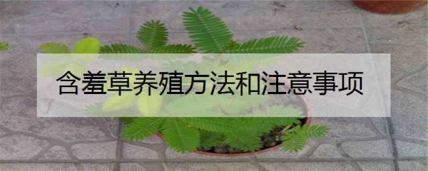 含羞草养殖方法和注意事项