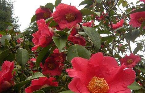 茶花叶子长黑斑怎么办？