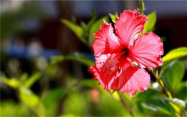 朱槿花的寓意有哪些 象征着什么？