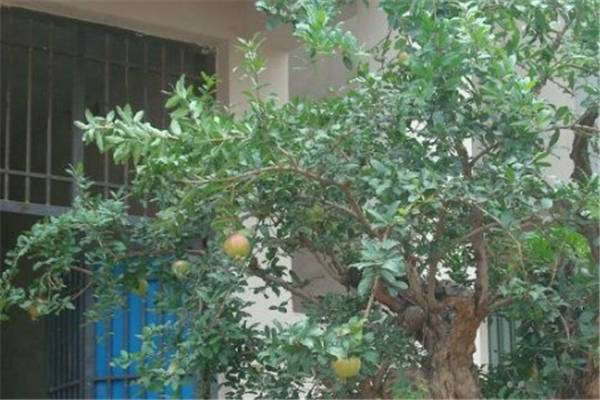 石榴树移栽没有须根能栽活吗？