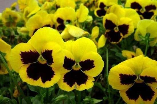 三色堇会结种子吗？