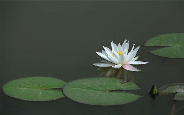 水生植物冬季怎么管理 养护要点有哪些？