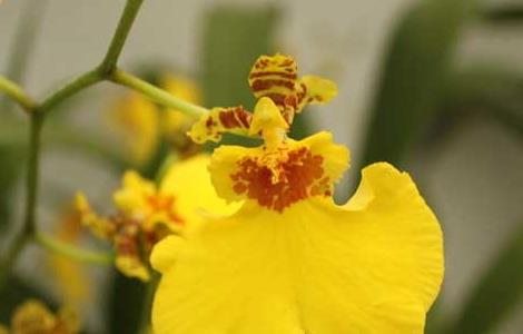 文心兰的养殖多久？