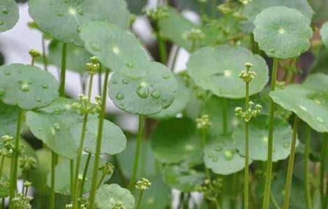 铜钱草的寓意是什么？