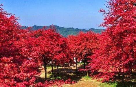 鸡爪槭的栽培技术