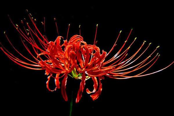 彼岸花是什么季节开的