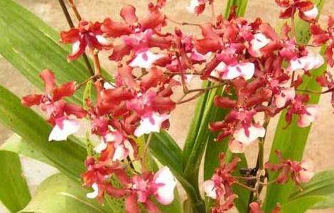 文心兰的养殖多久？