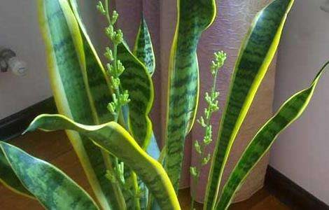 虎皮兰叶子变软怎么办？