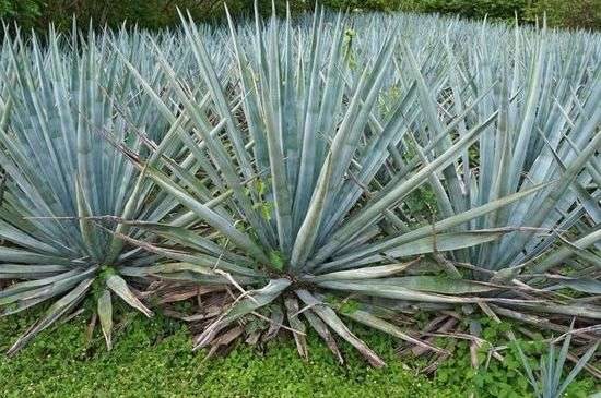 龙舌兰果实能吃吗？