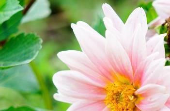 小丽花的繁殖多久？