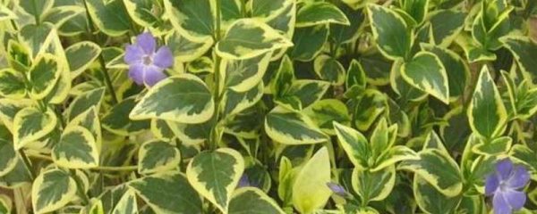 花叶蔓的养殖多久？