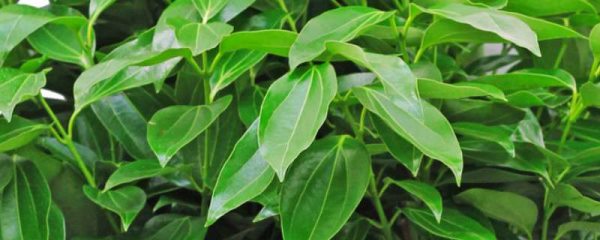 元宝树叶子下垂的原因？