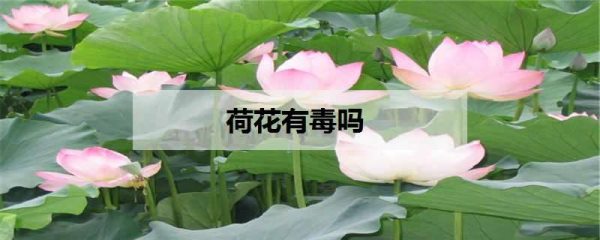 荷花有毒吗 如何养殖荷花