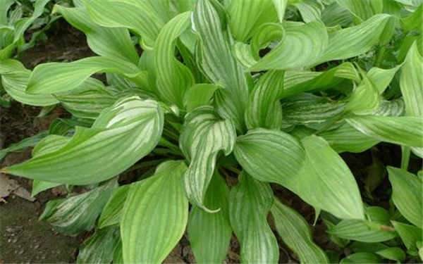 盆栽玉簪如何越冬 冬季养护多久？