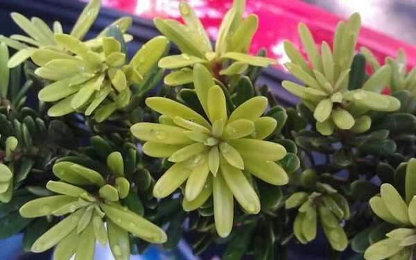 金钻花为何叫辟邪王 养殖方法有哪些?
