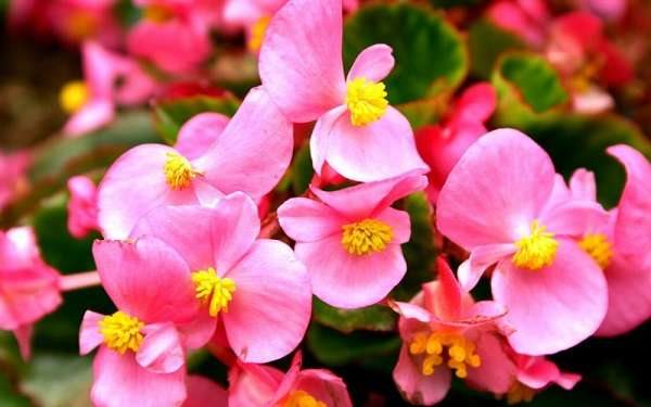 四季海棠花的养殖方法是什么?