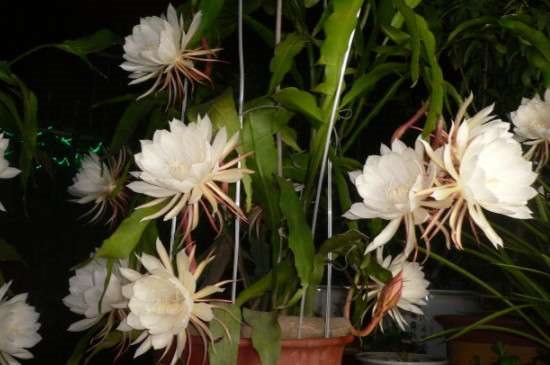 昙花怎么修剪才利于开花