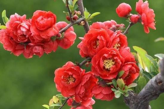 海棠花突然蔫了是因为什么？