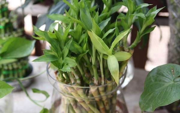 富贵竹叶子发黄是什么原因？