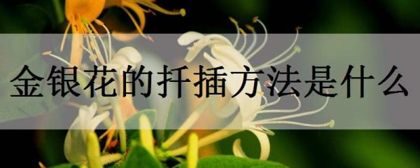 金银花的扦插方法是什么?