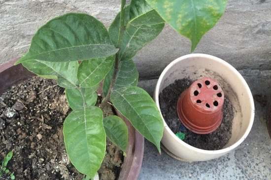 菠萝蜜种花盆里能结果吗？