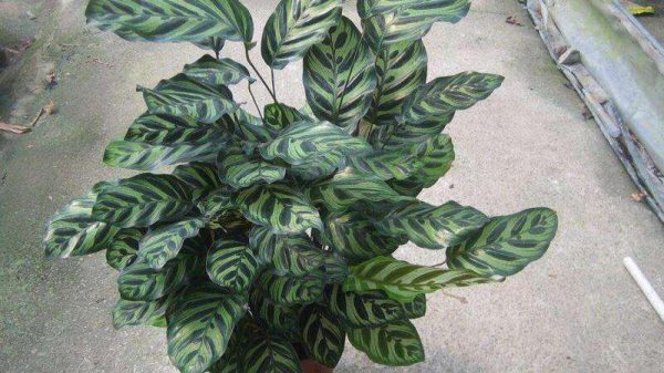 孔雀竹芋有毒吗？