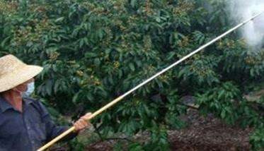 荔枝坐果率怎么提高 提高荔枝坐果率的多久？